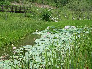 [여름] 소득형 생태숲 연못가풍경