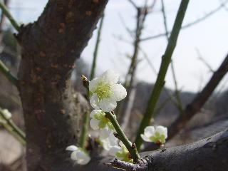 [봄] 안동호반 자연휴양림