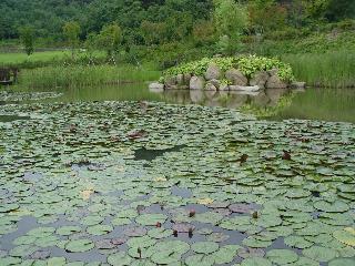 [여름] 소득형 생태숲 연못의 풍경