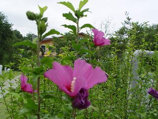 [여름] 산림소득개발원앞 무궁화