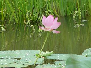 [여름] 소득형 생태숲 연못속의 연꽃