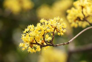 Gyeongsangbuk-do’s spring festivals to bring energy back into the Province’s tourism industry!