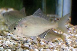 가시납지리 (학명 : Acanthorhodeus gracilis)