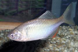 납자루 (학명 : Acheilognathus lanceolatus )