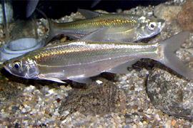 강준치 (학명 : Erythroculter erythropterus)