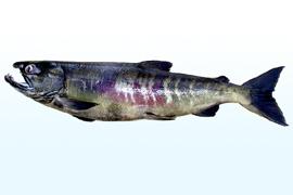 연어 (학명 : Onchorhynchus keta )