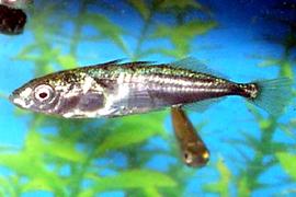 큰가시고기 ( 학명 : Gasterosteus aculeatus )
