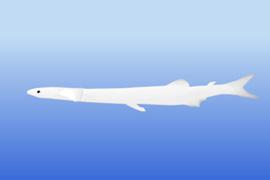 뱅어  ( 학명 : Salangichthys microdon )