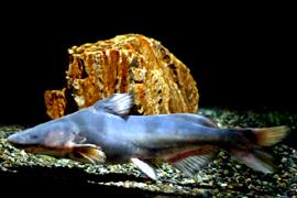 종어 ( 학명 : Leiocassis longirostris)