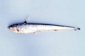 웅어 ( 학명 : Coilia nasus )