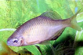 임실납자루 ( 학명 : Acheilognathus somjinensis )