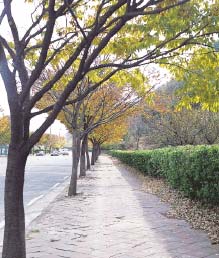 松林寺大路