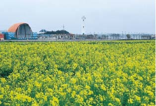 日の出廣場の橫のアブラナ