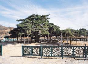 石松靈