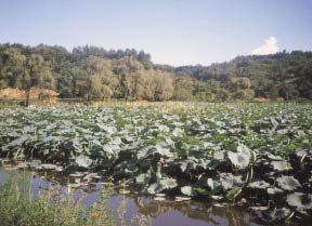 山澤貯水池