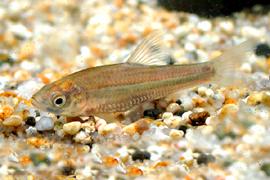 줄몰개 (학명 : Gnathopogon strigatus)