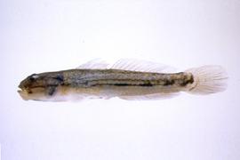 줄망둑 (학명 : Acentrogobius pflaumi )