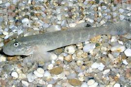 흰발망둑 (학명 : Acanthogobius lactipes)