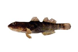 열동갈문절 (학명 : Sicyopterus japonicus)