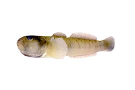 왜풀망둑 (학명 : Acanthogobius elongata )