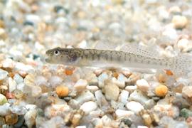 왜꾹저구 (학명 : Chaenogobius macrognathus)