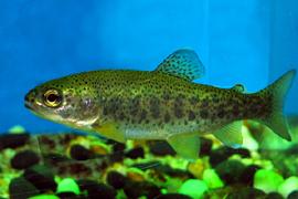 열목어 (학명 : Brachymystax lenok)