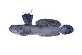 짱뚱어 (학명 : Boleophthalmus pectinirostris)