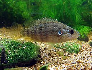 꺽저기 (학명 : Coreoperca kawamebari)