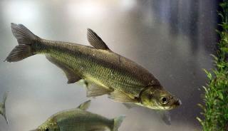 백조어 (학명 : Culter brevicauda)