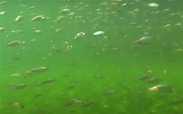 잉어 치어 수중촬영