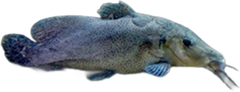 지라프캣