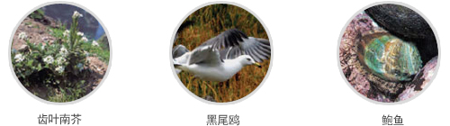 齿叶南芥, 黑尾鸥, 鲍鱼