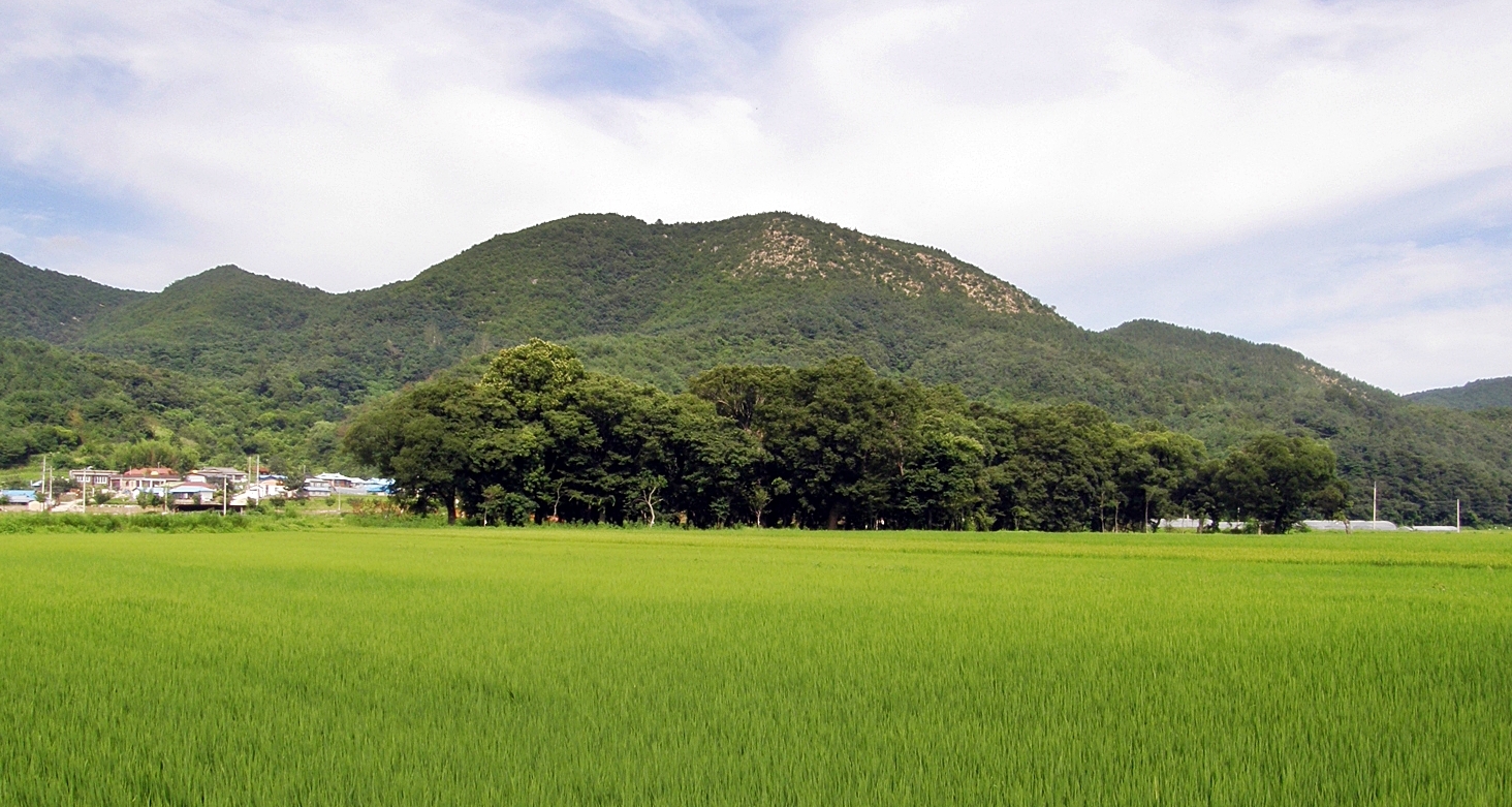 영덕 도천리 도천숲_1