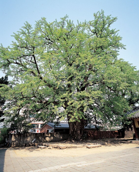 경주 동부동 은행나무_1