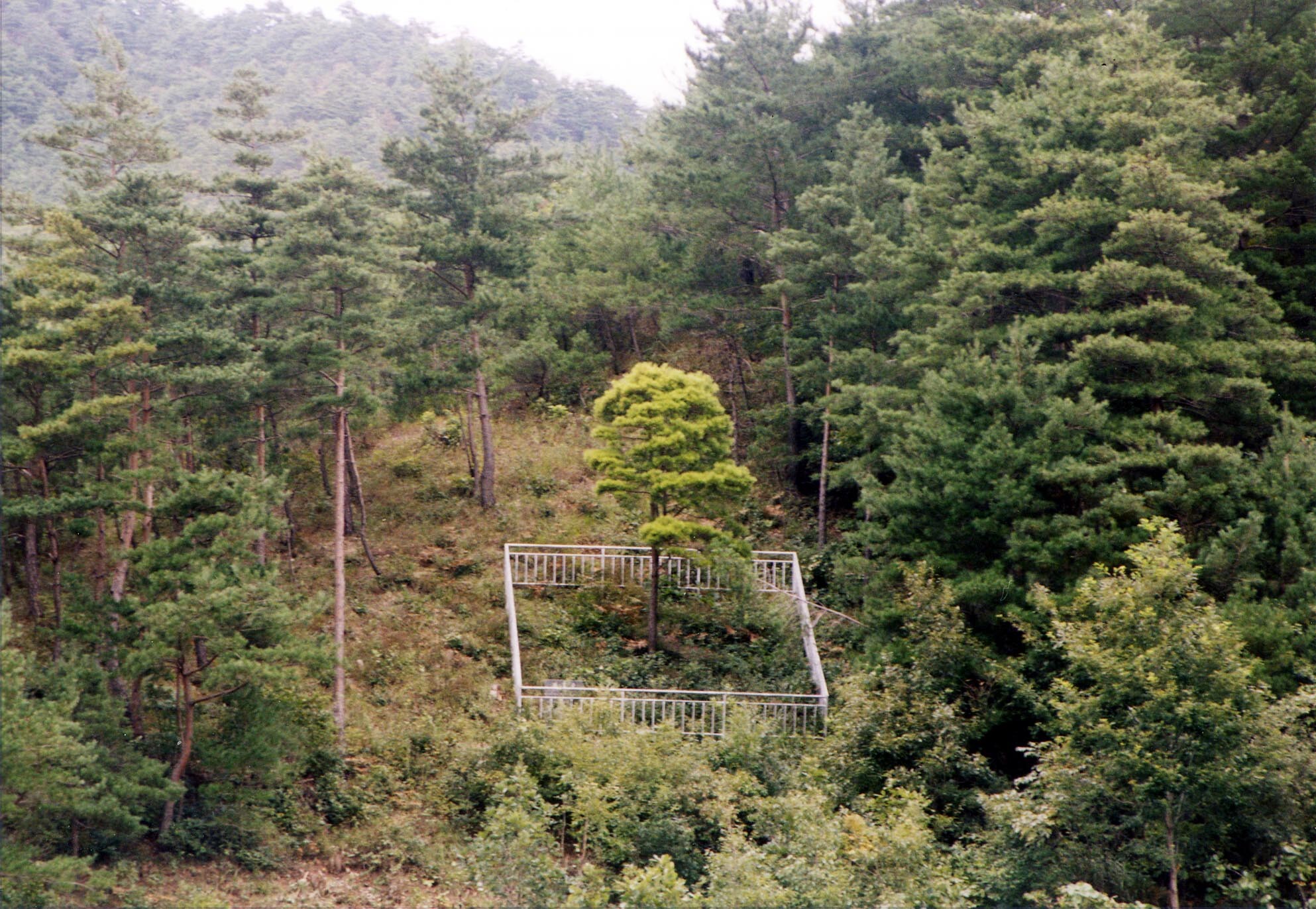 울진 주인리의 황금소나무_1