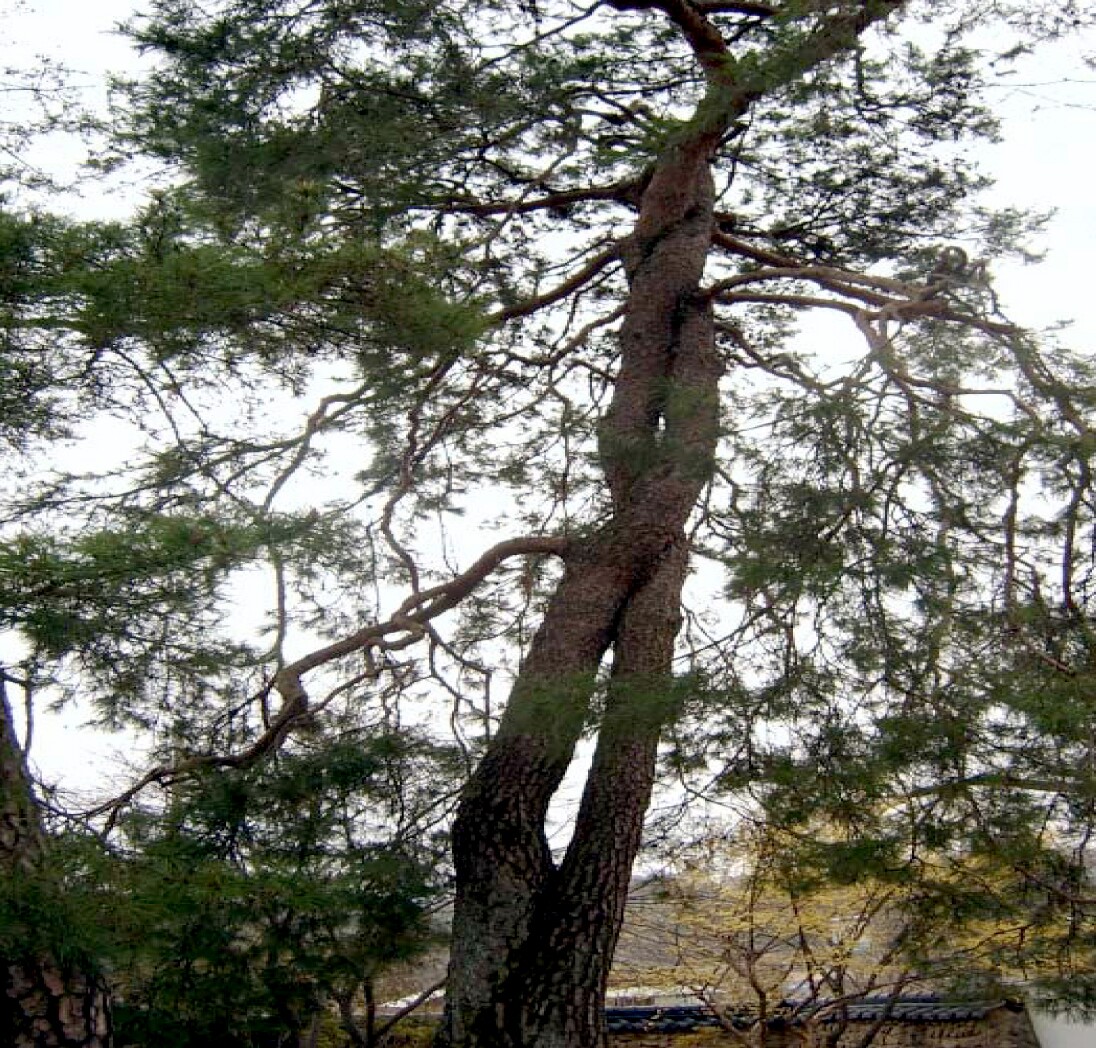 순흥의 연리지송_1