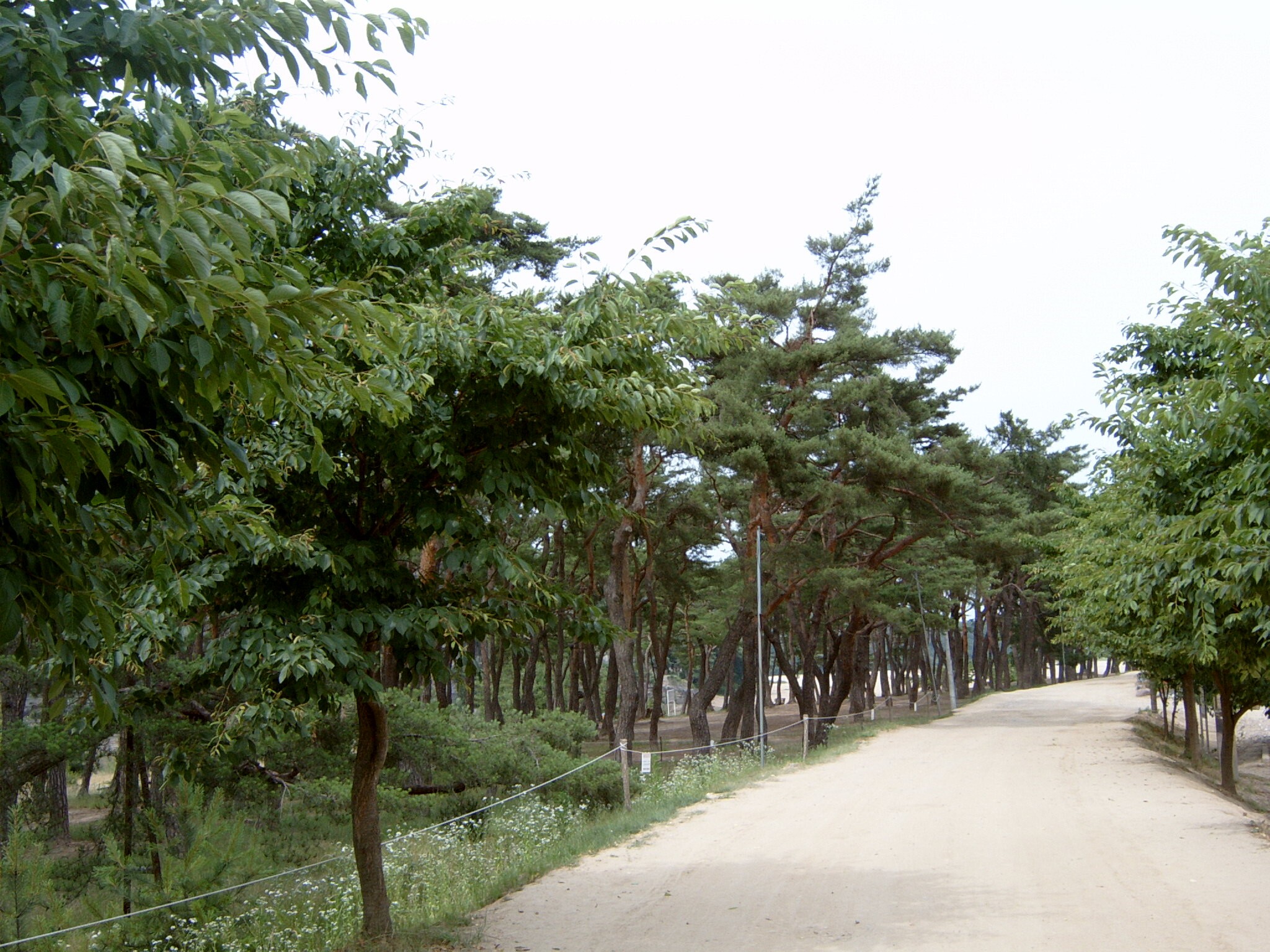 안동 하회마을 만송정 숲_1