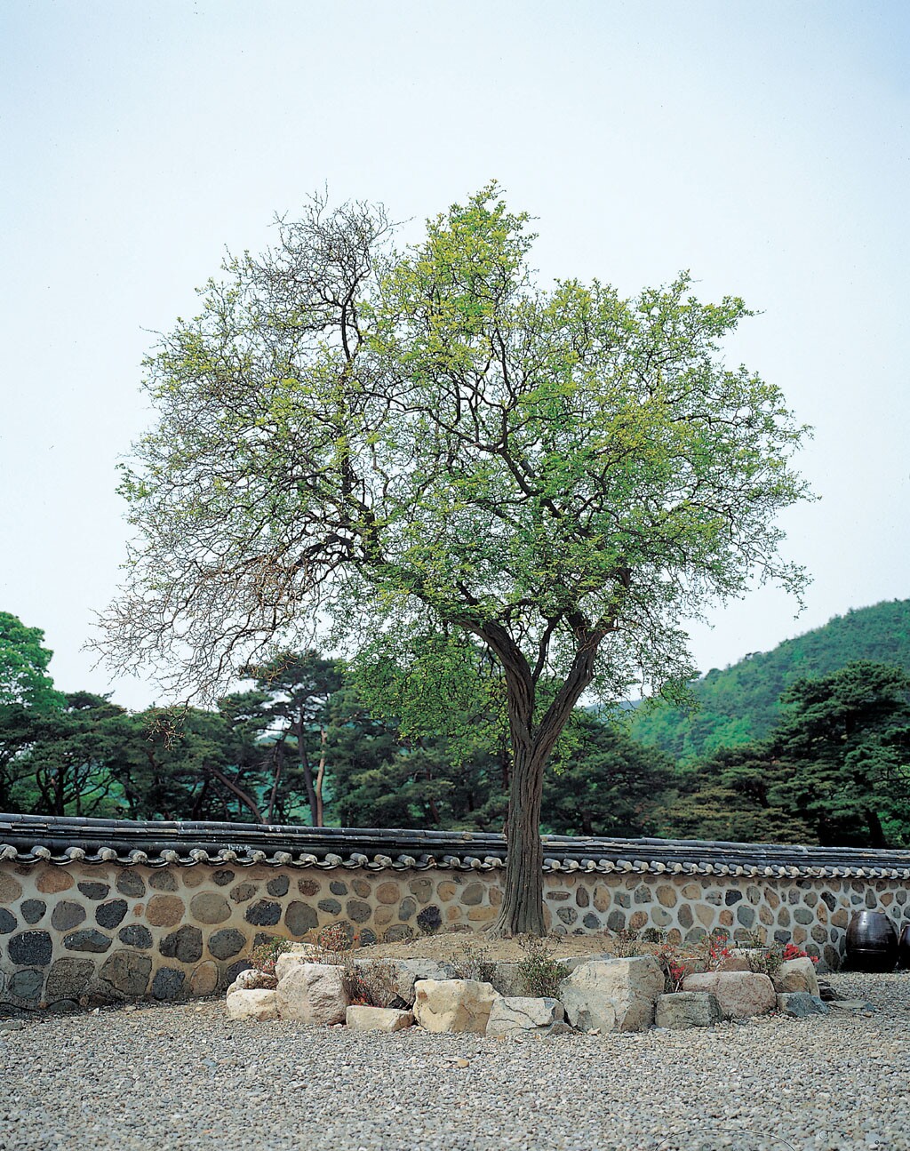 보경사의 탱자나무_1