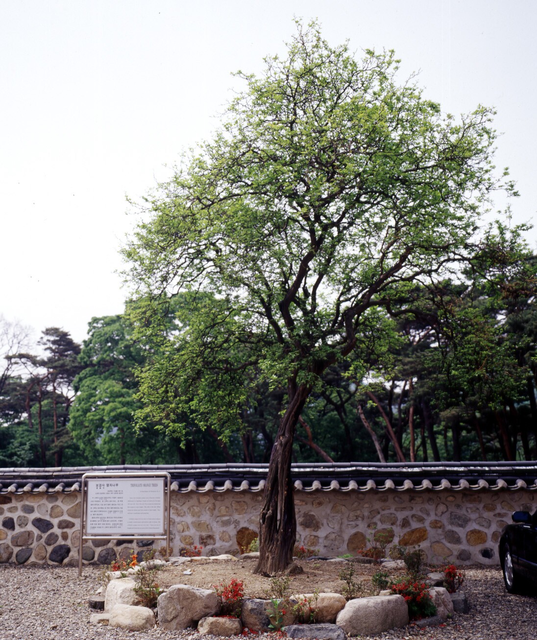 보경사의 탱자나무_2