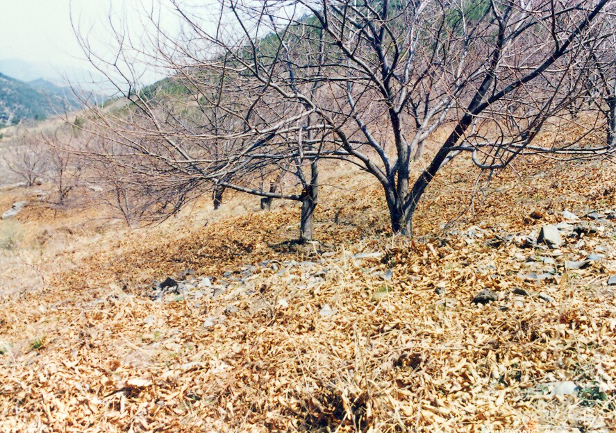 청도 옥산동 토기요지_5