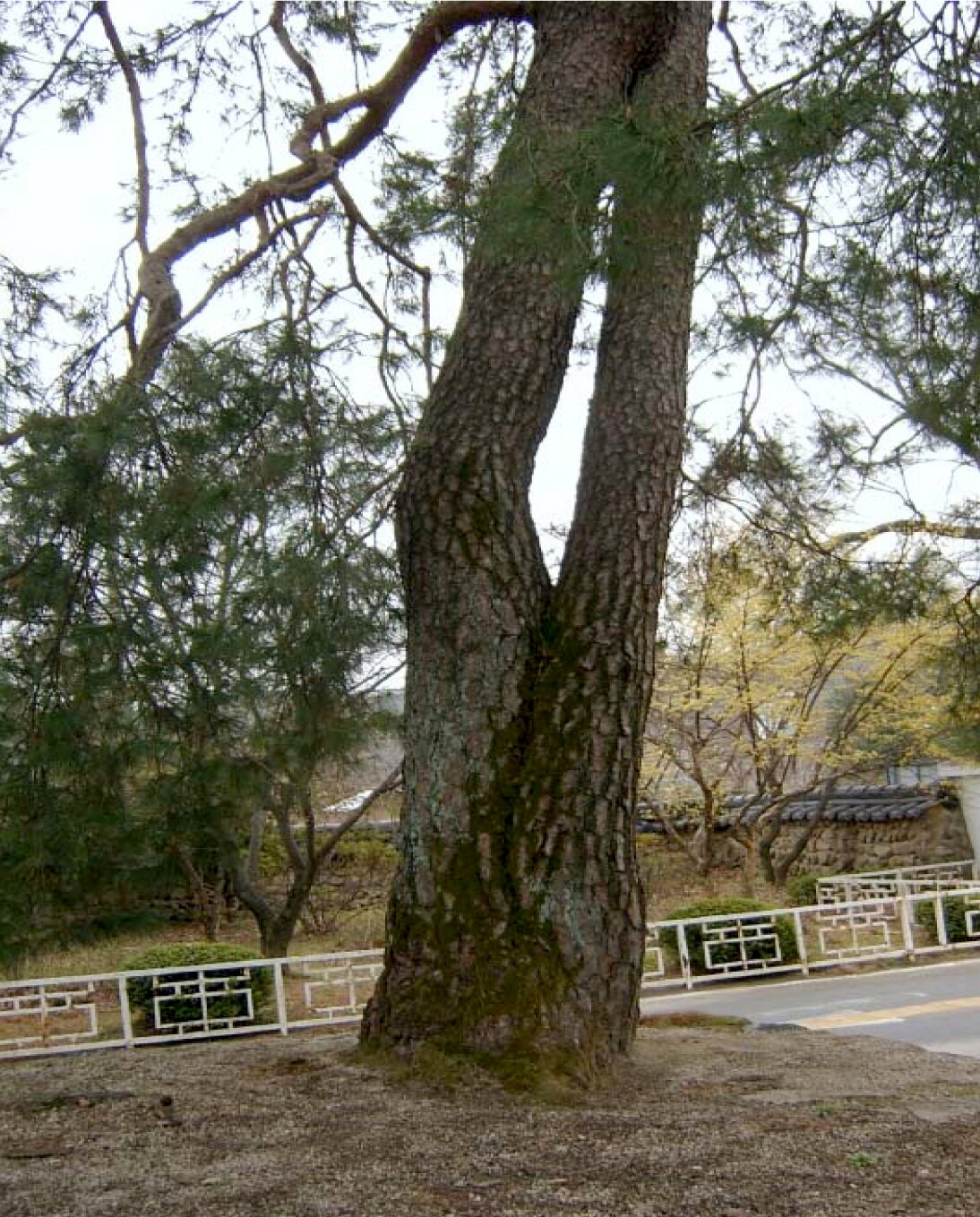 순흥의 연리지송_5